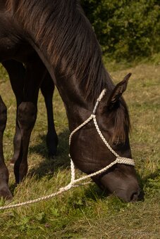 Quarter horse hřebec - 3