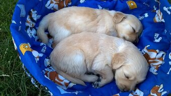 Zlatý retriever štěňata - 3