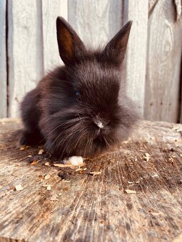 Mlaďátka - Lví Hlavička - 3