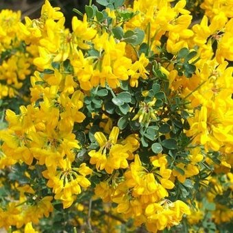 Čimišník medonosný kvetoucí živý plot - 3