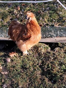 Hedvábnička EU - 3