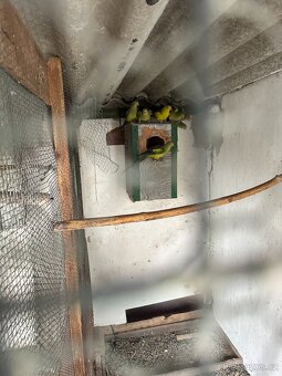 Alexandři, papoušci, rozely - 3