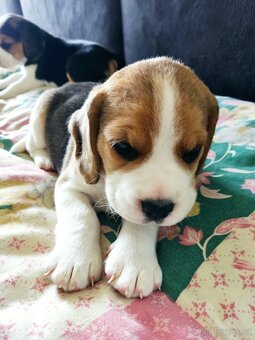 Beagle (Bígl) štěně - 3