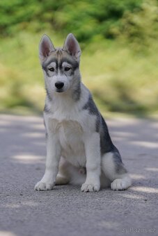 Sibiřský husky štěňata s PP - 3