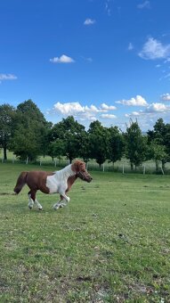 Pony hřebeček Fandík - 3