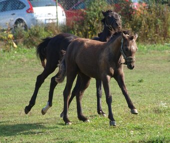 Roční hřebeček Welsh pony, sekce B k prodeji - 3