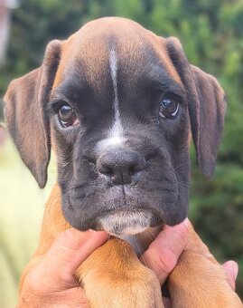 Nemecky boxer - 3