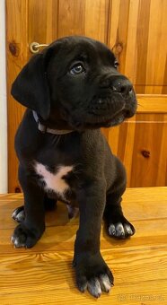 Cane corso s PP - 3
