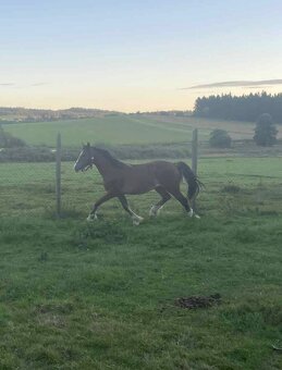 Na jaře dvouletý valach Welsh Cob - 3