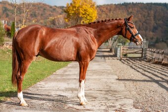 Nádherný 5r valach do športu - 3