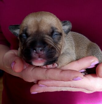 Štěňátka American bully pocket s PP - 3