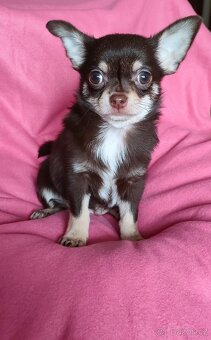 Čivava krátkosrstá - 3