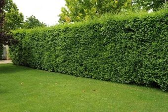 Jilm sibiřský - 2 roky staré sazenice - 3