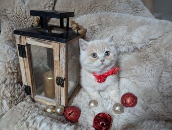 Britská koťata - 3