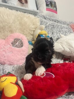 Jorkširský teriér s pp - 3