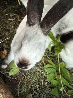 Na chov kříženy kaliforňak&hyl - 3