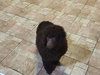 Pudl střední hnědý s P.P. - 3