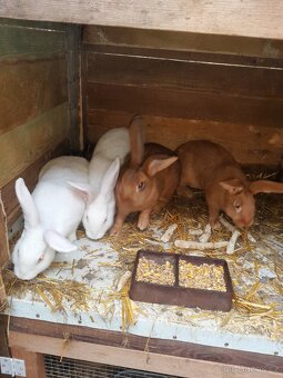 Prodám králíky - 3