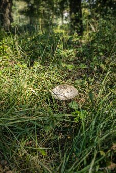 Na břehu zátoky - 3