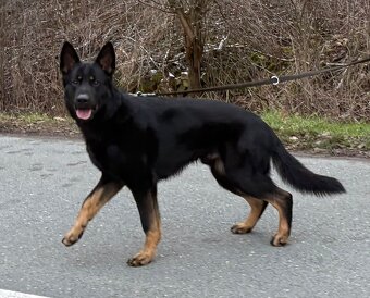 Německý ovčák - 3