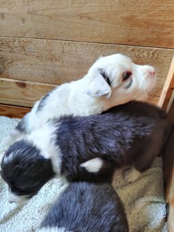 Štěňata border kolie - 3