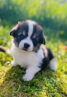 Welsh corgi pembroke s PP (FCI) - 3