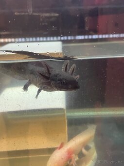 Axolotl - 3