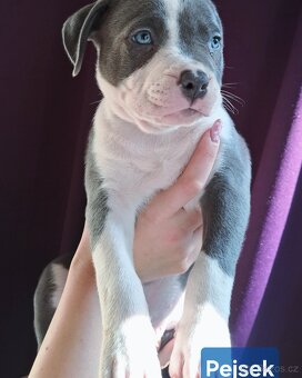 American Bully XL ŠTĚŇATA K ODBĚRU - 3