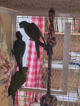 Ara Nobilis na prodej - 3