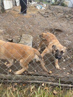 Štěně vlčáka - 3