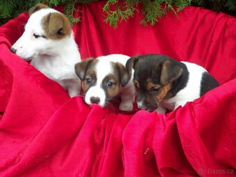 Jack Russell  teriér-hladkosrstý - 3