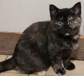 Darujeme koťátka - 3