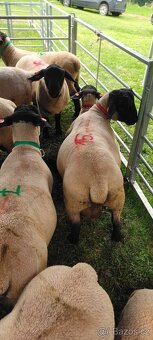 Plemenný beran Suffolk - 3