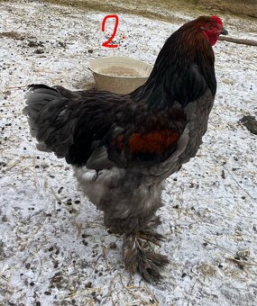 Kohout Brahmánky - 3