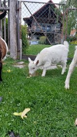 Česká bílá a holandská zakrslá  koza - 3