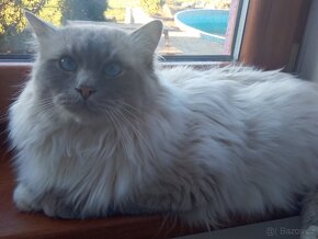 Kocourek Ragdoll ke krytí - 3