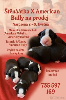 X American bully staford pitbull - 3