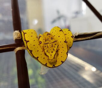 Morelia viridis Lereh - 3