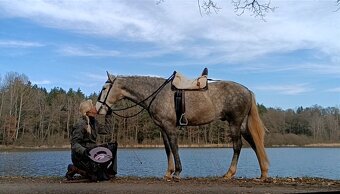 Lusitano valach - 5 r. - 3
