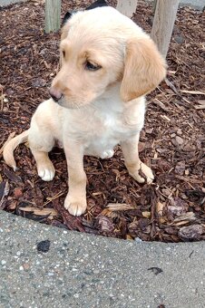 Labradorsky retrivr /retriever - 3