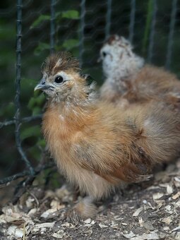 Kuřátka Silkie bantam (zdrobnělé hedvábničky) - 3