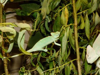Chameleon jemenský - 3