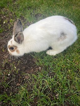 Daruji Králíčka do dobrých rukou - 3