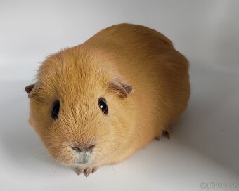 Nabídka morčátek z chovatelské stanice - 3