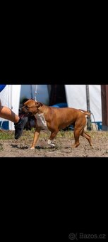 Americký stafordšírský teriér - 3