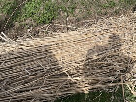 Bambusové tyče, bambusová tyčka, bambus - 3