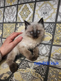 Koťátka Ragdoll - 3
