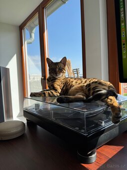 Bengálská kráska 🐾 - 3