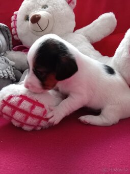 Jack russel teriér - 3