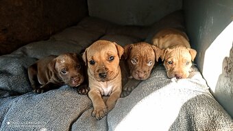 štěňata Pitbull,Americký Pitbull teriér - 3